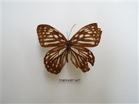 藏品(臺灣斑眼蝶)的圖片